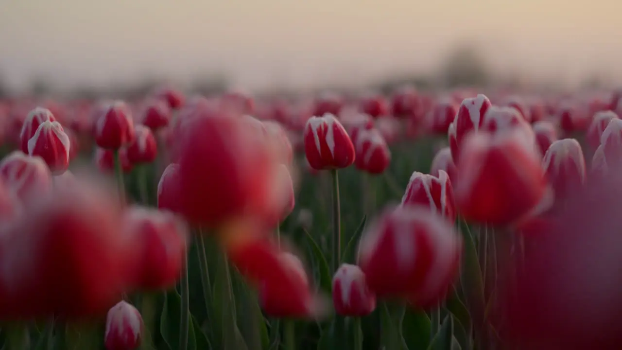 View of blooming flower field in springtime Nature in spring early morning fog