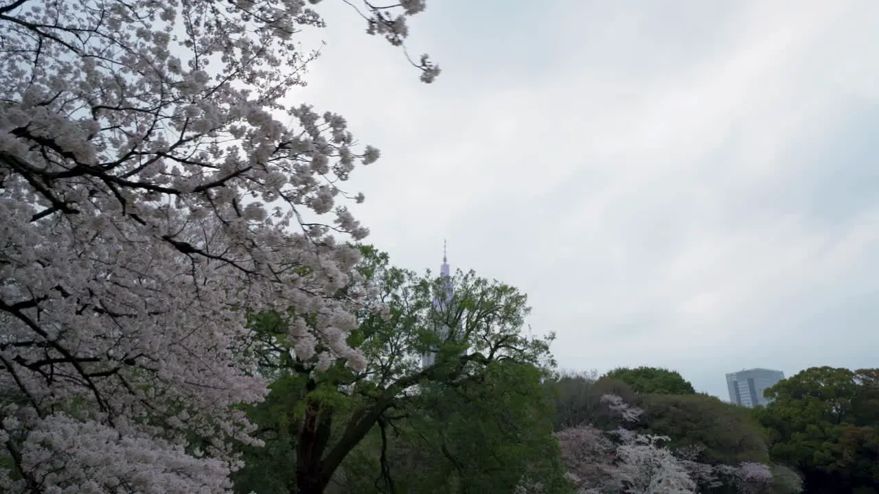 NTT Docomo Yoyogi Building from Shunjuku Gyoen National Garden in Japan Cherry Blossom Season 4K