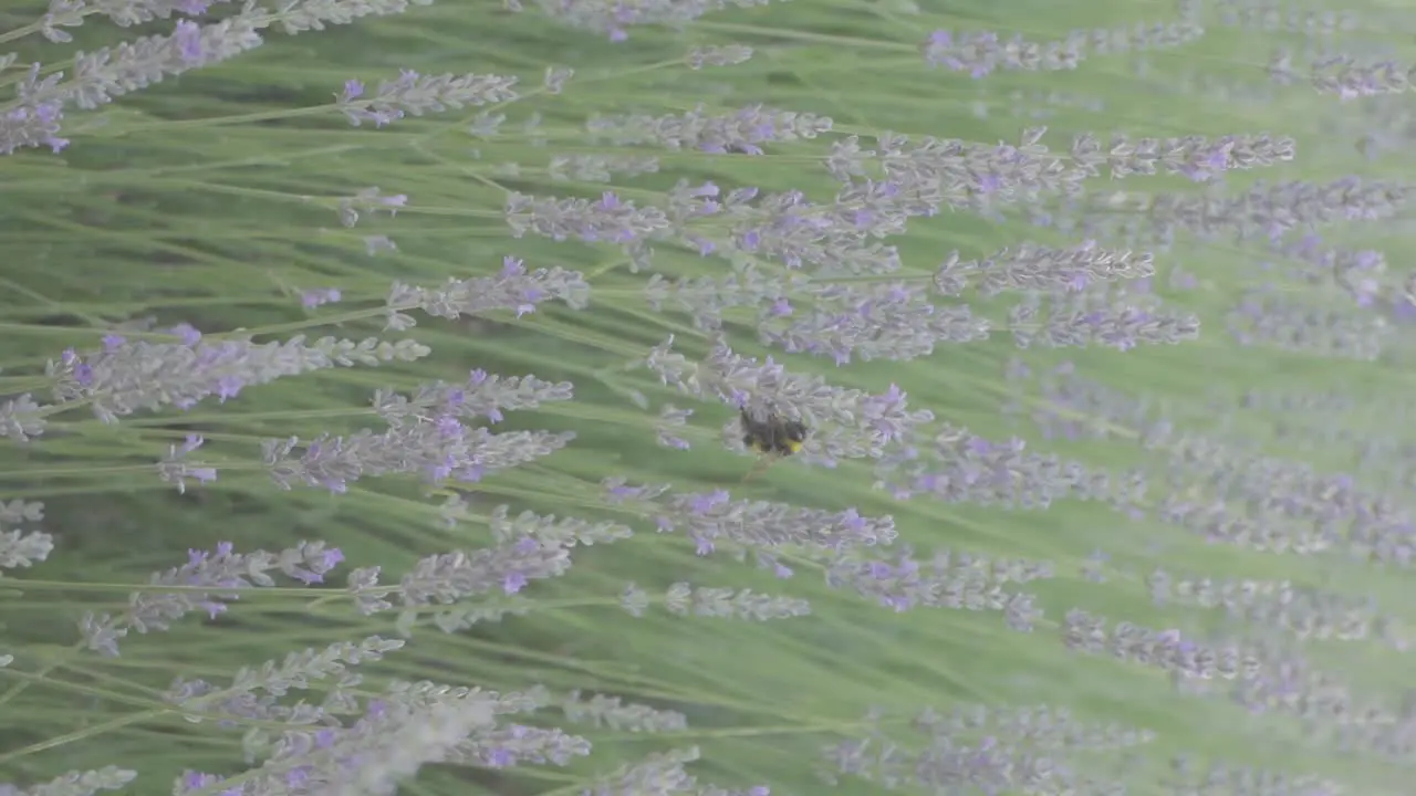 A Bee On Lavender Flower In a field