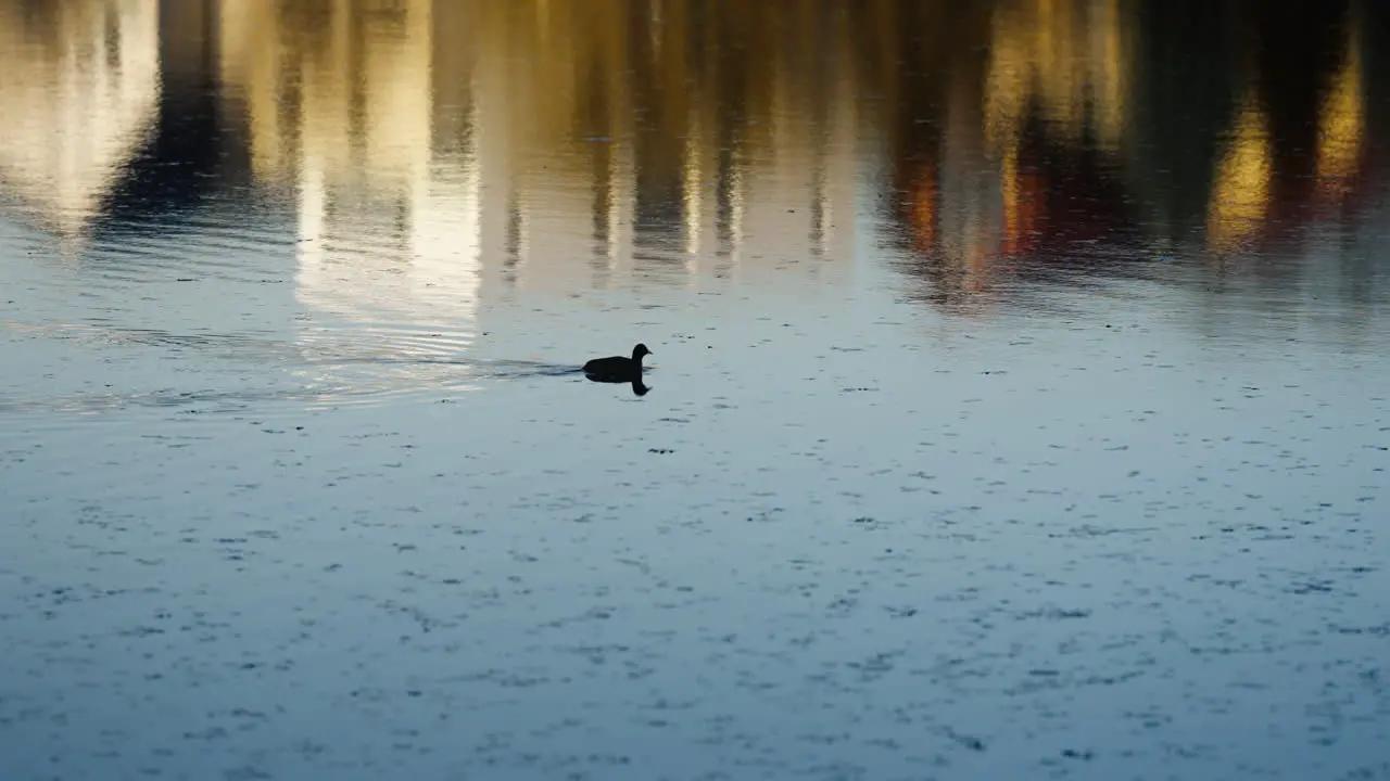 Hand-held tracking shot of a small bird swimming alone through a small river