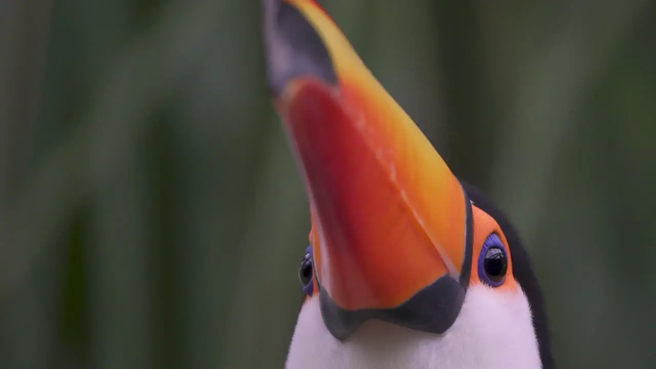 Extreme close up shot of a Toucan looking up and blinking on a rainy day