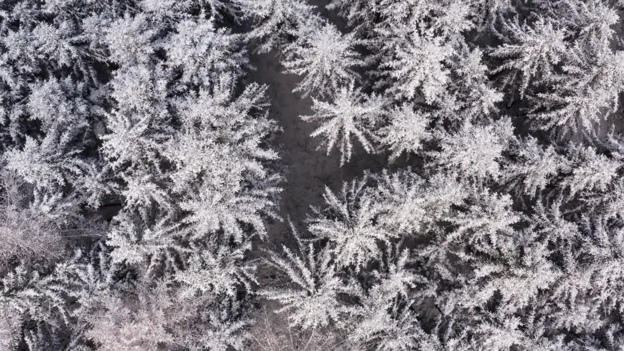 Snowy treetops of a conifer forest aerial top down shot in 4K in the winter season