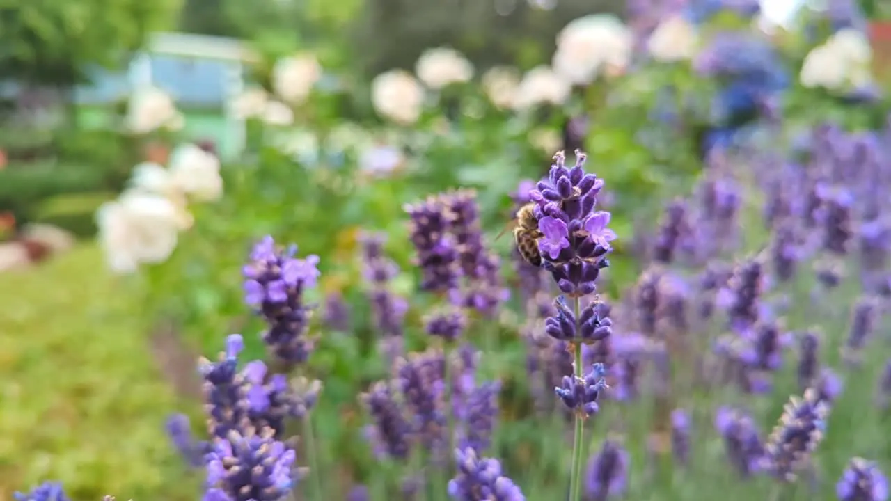 Honey bee feeding on lavender flowers slow