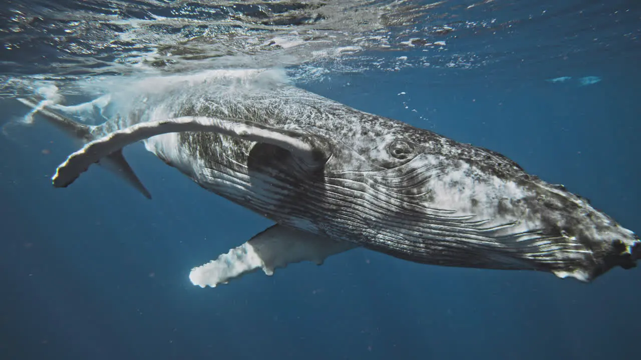 Humpback whale rolls in water turning in slow motion to face front as light sparkles across magnificient skin