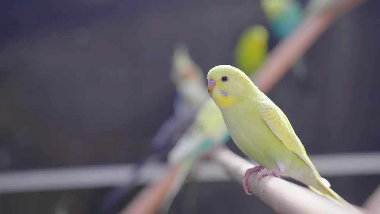 Slow Motion of a Yellow Parakeet in a Bird Cage with Other Birds