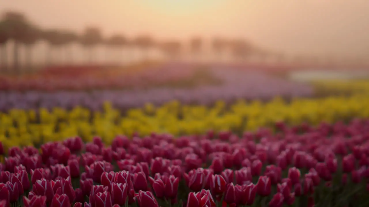 View of flower field in sunrise light Beautiful tulip garden early morning