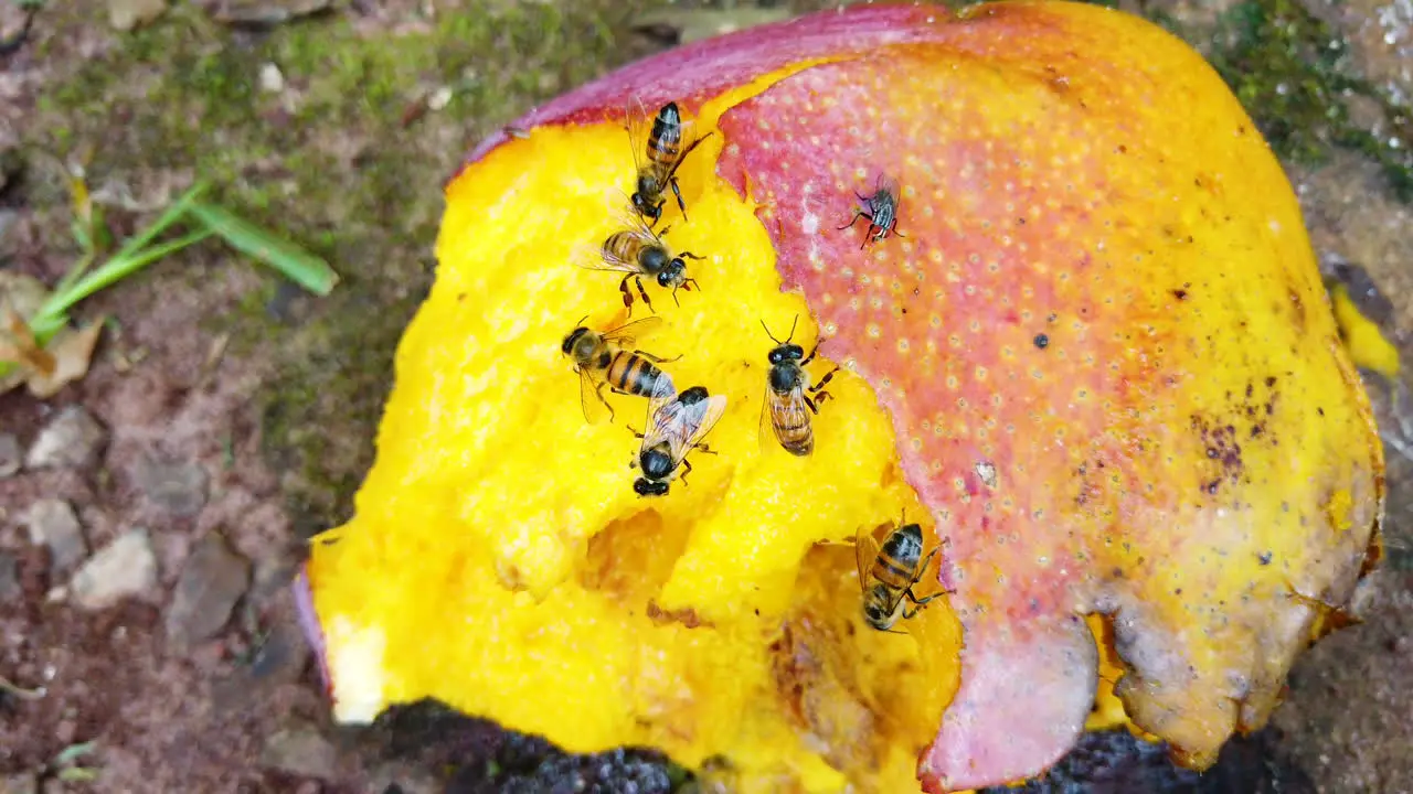 European bee eating mango that fell from the tree on the ground