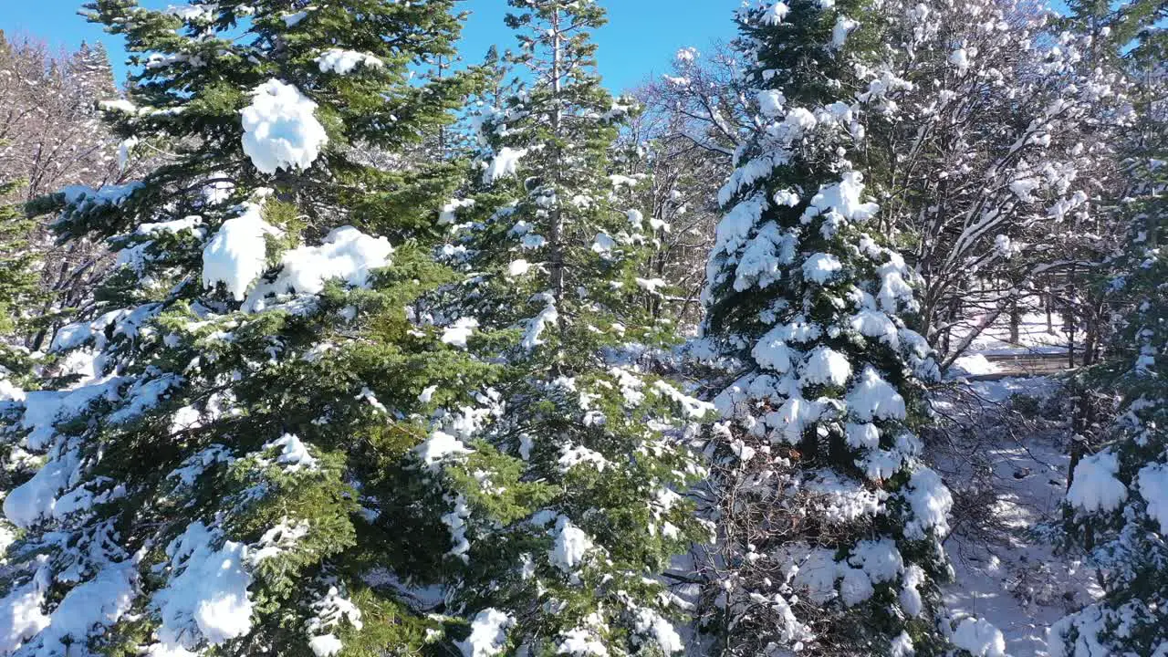 Snow Covered Trees Slow Rising Aerial