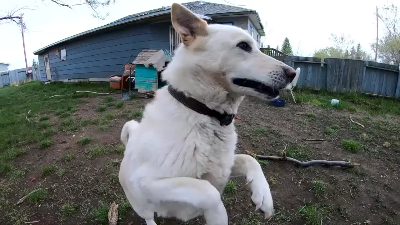 SLOW MOTION White Husky dog running and jumping for a stick in the back yard of a home