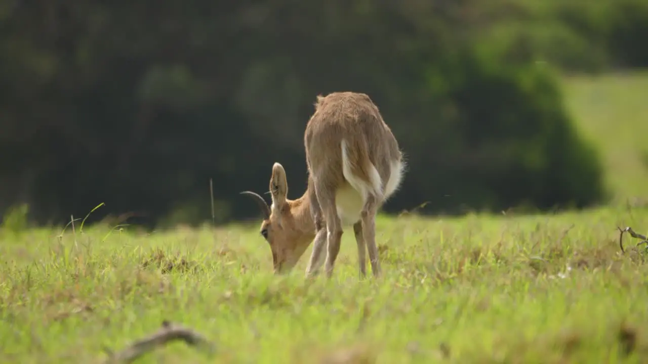 Mountain reedbuck antelope slowly lays down on grass in golden hour meadow