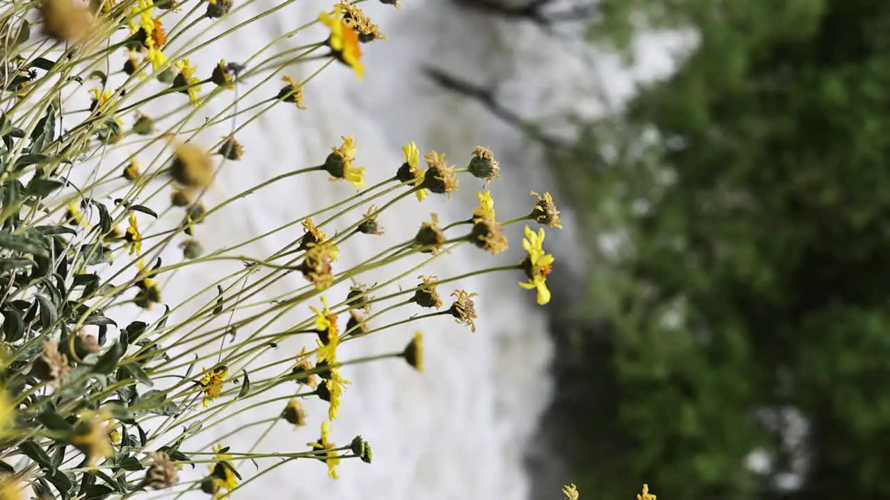 slow dolly pan focus shift from yellow daisies to the kern river raging water on highway 178 bakersfield california major flooding VERTICAL VIDEO