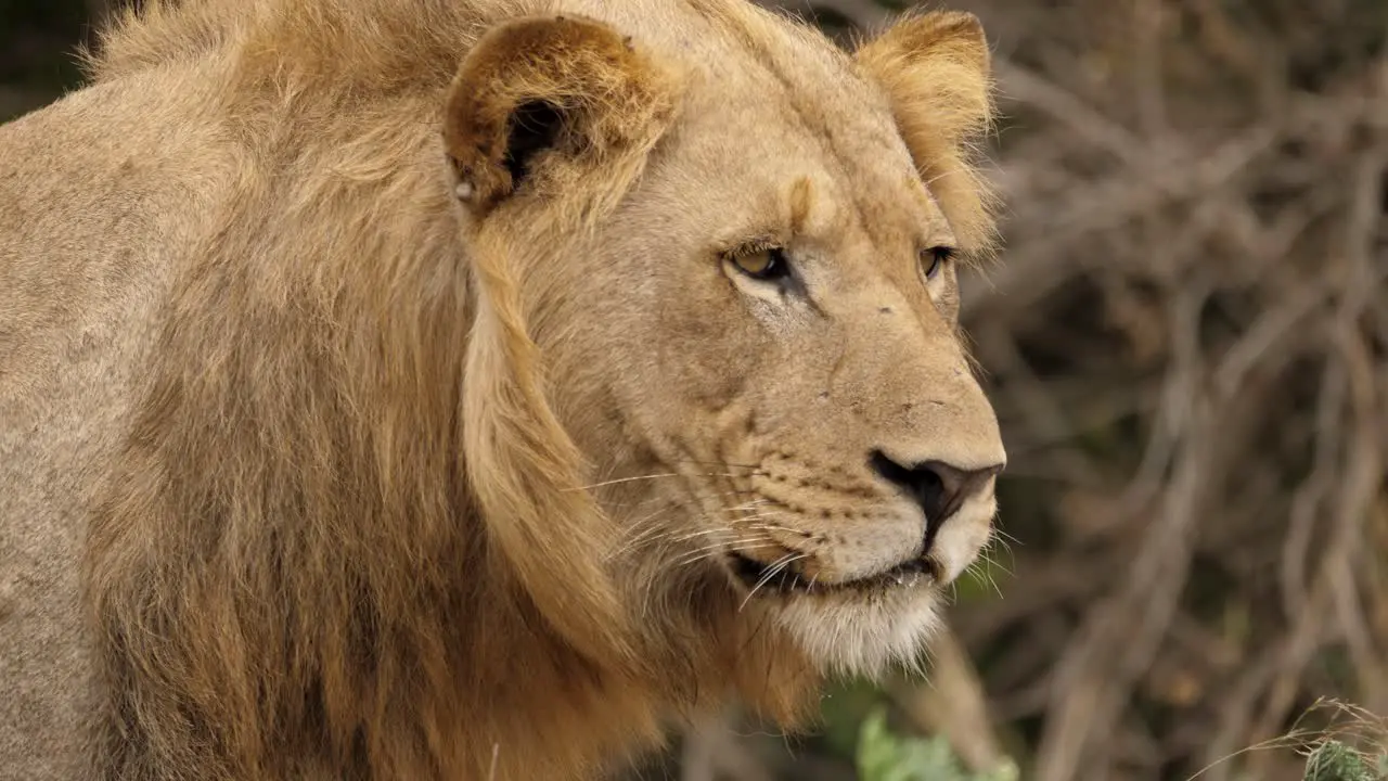 Lion slow blinks looking off into the distance Closeup Profile of Head