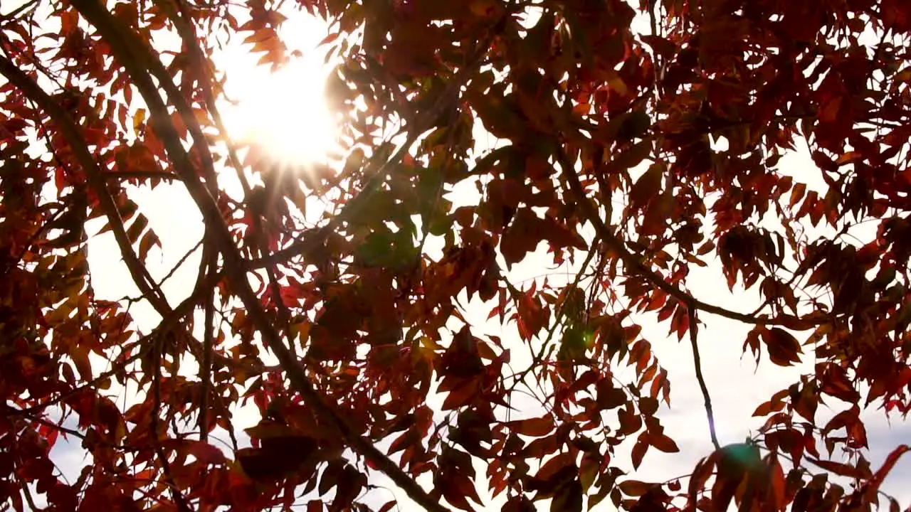 Leaves on a tree in the fall slow motion