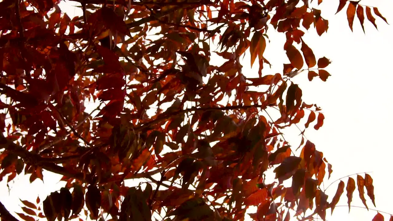 Fall Leaves on a tree