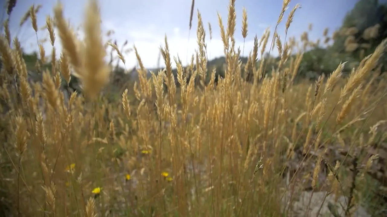 Tracking Past Dry Grass