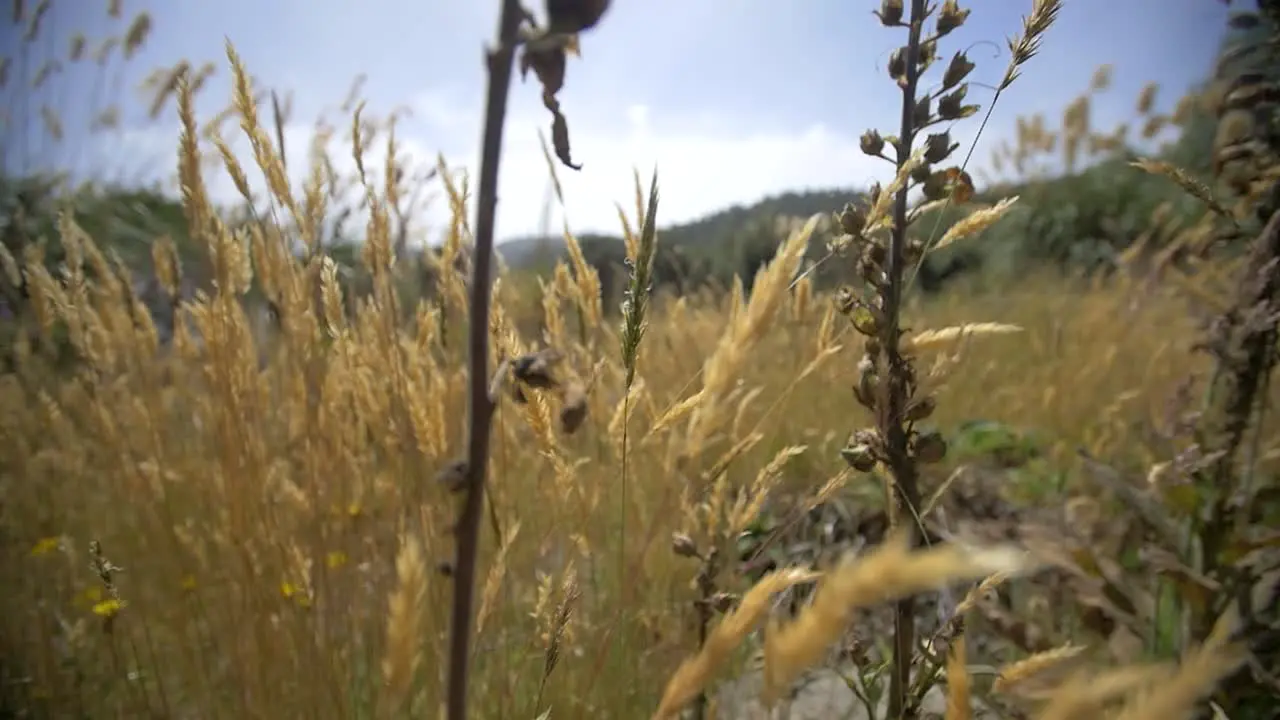 Tracking Past Golden Grass