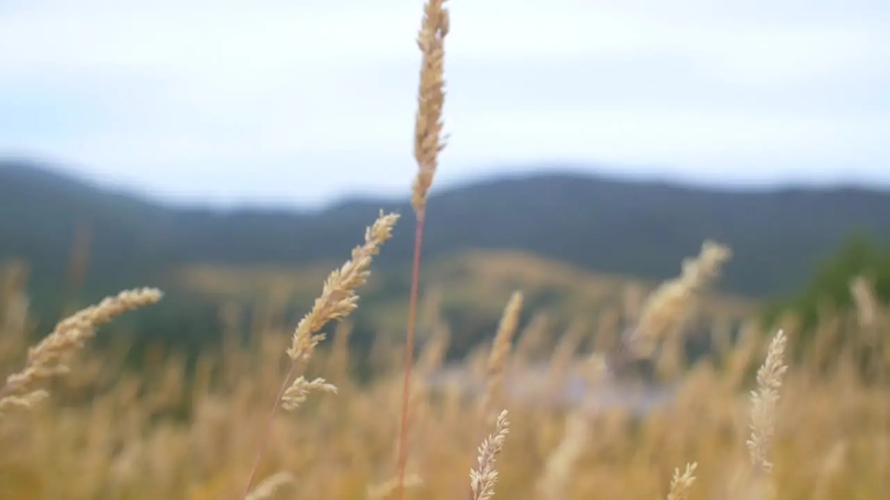 Grass Blowing in Wind