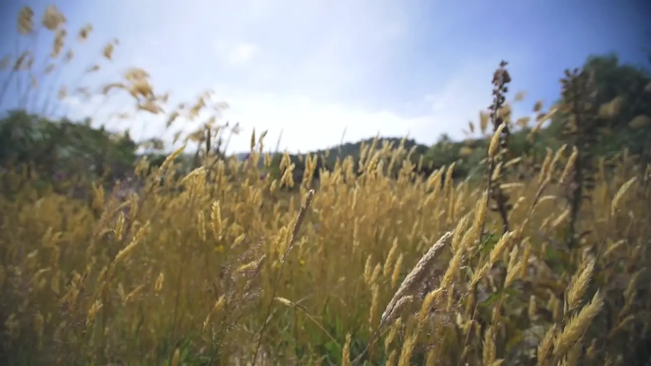 Dry Grass Blowing in Wind