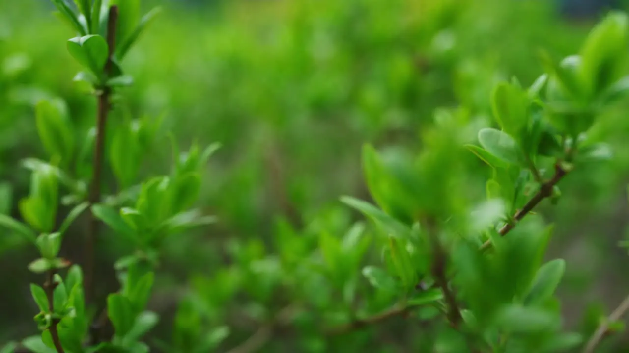 Green branches of bush growing in green spring forest Relax atmosphere