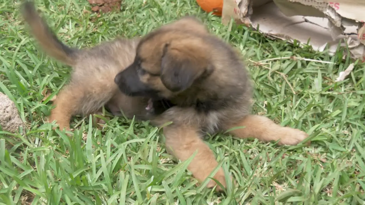 A young German Sheppard puppy in slow motion