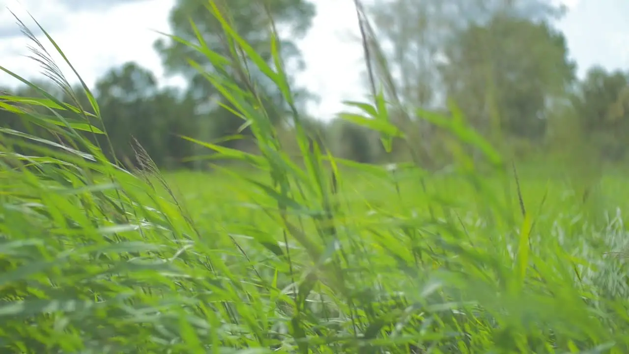 Focus pull of a field of reed softly blowing and swaying in the wind