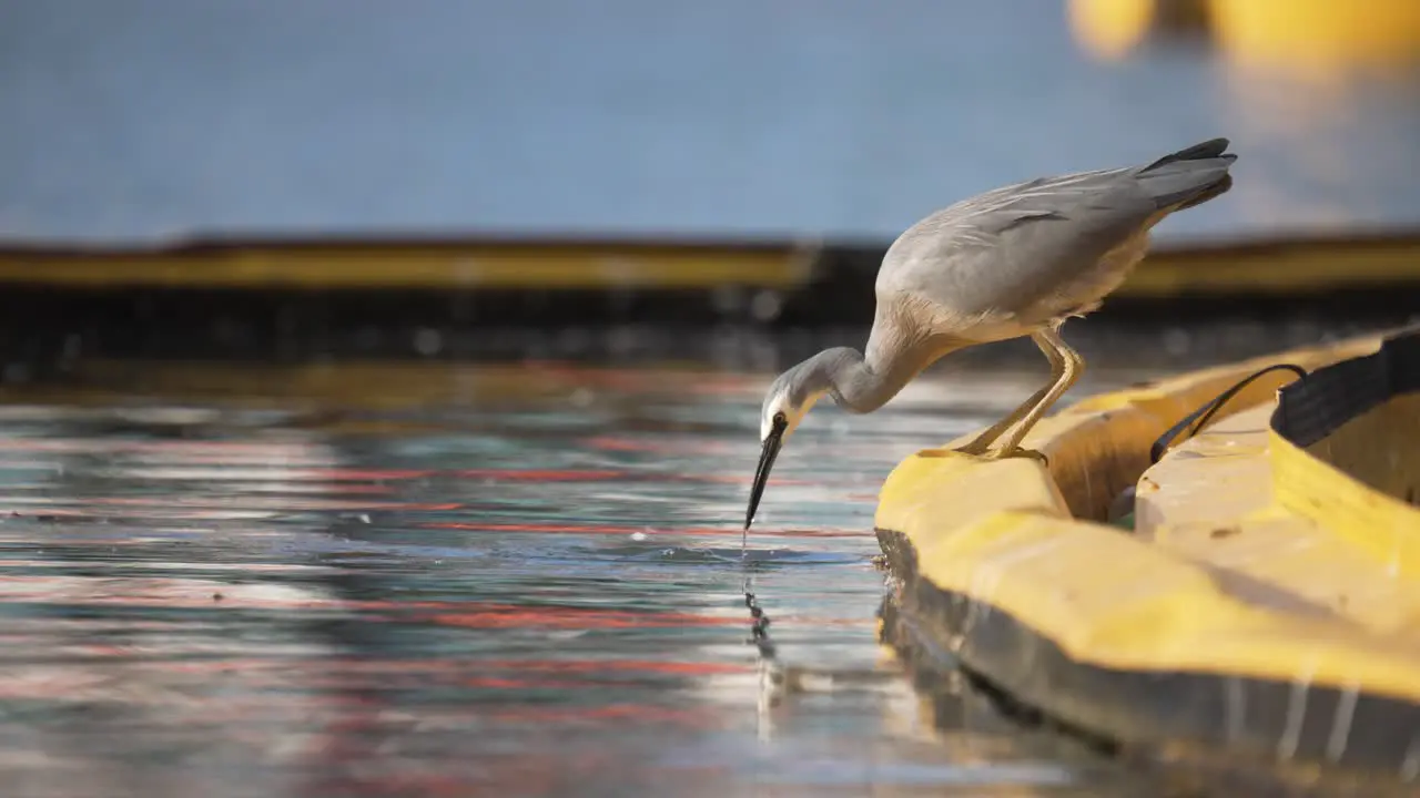 Static slow-mo shot of a bird fishing by the water