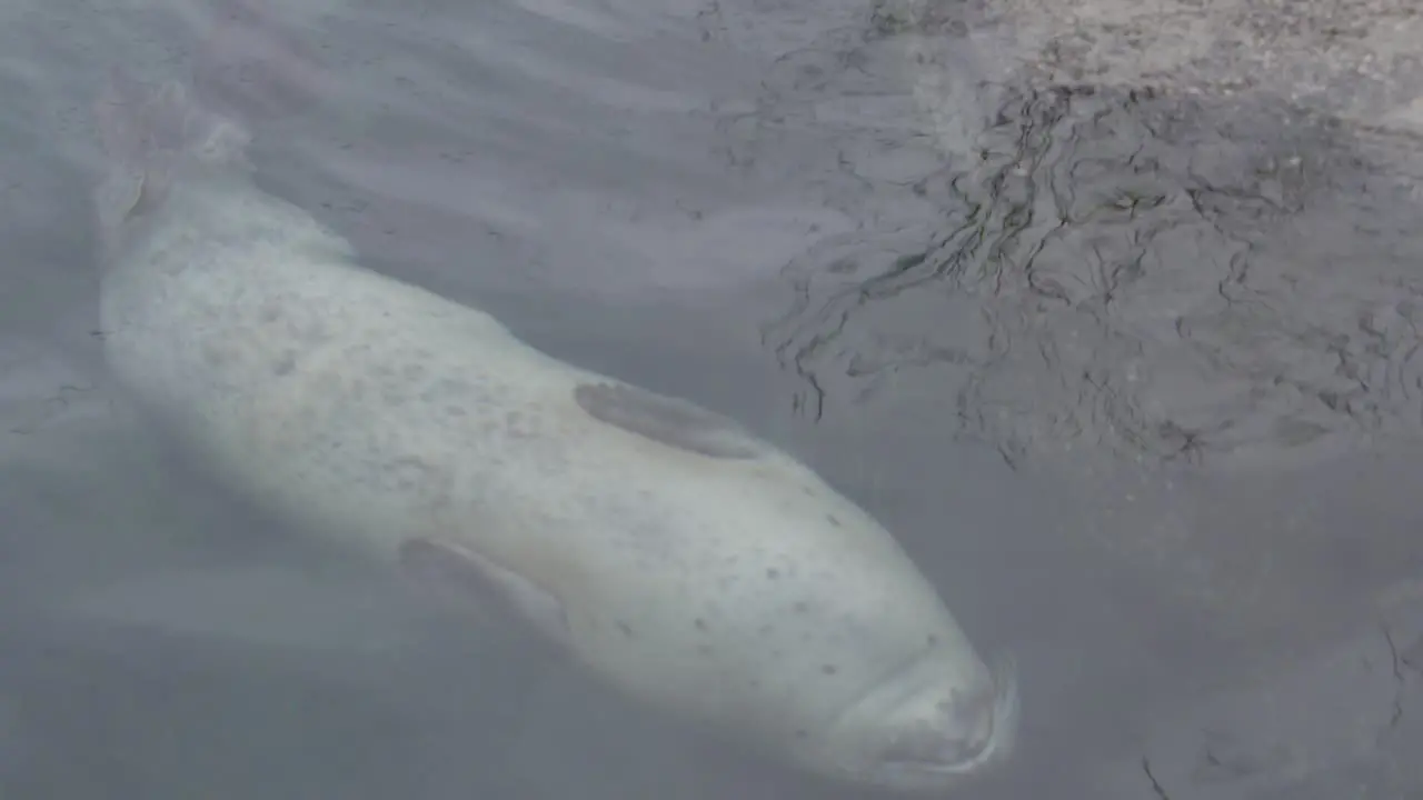 harbor seal swimming upside down slomo