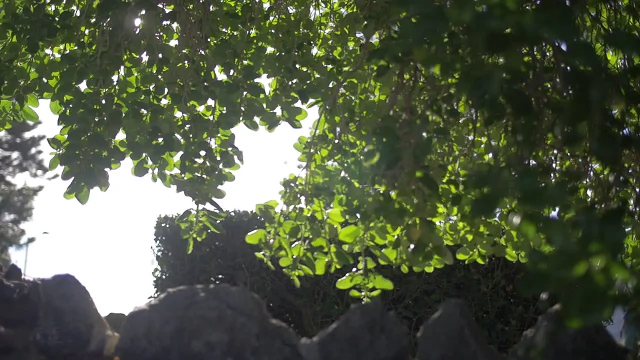 Young Boy Walking Through Trees