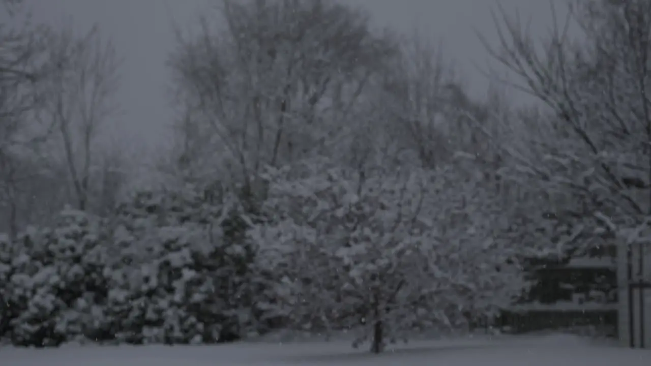 Trees when snowing 240 fps Slow motion 4k Video changing focus