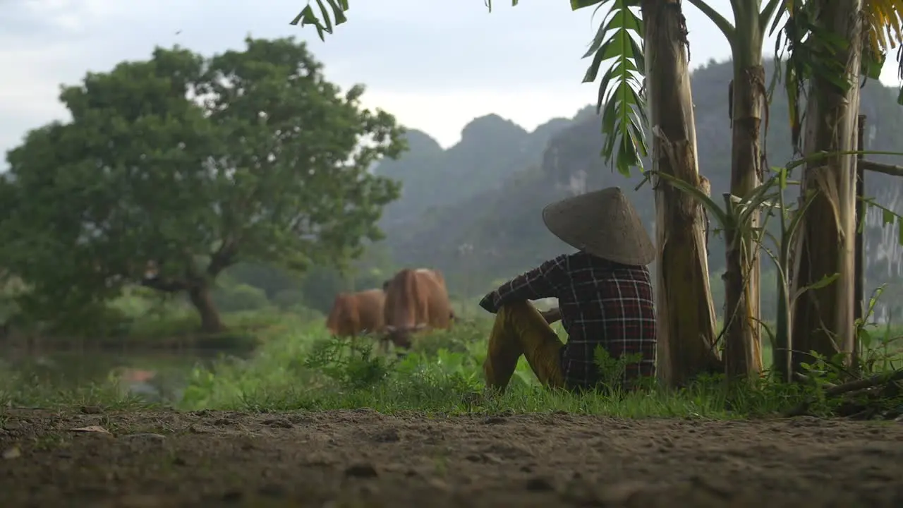 Vietnamese Woman Watching Cattle Graze