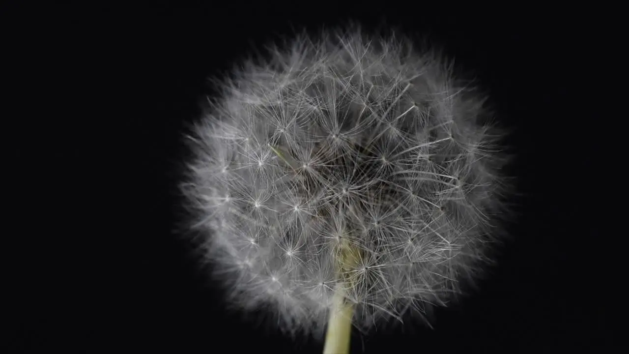 Dandelion looking at its seeds by turning the camera