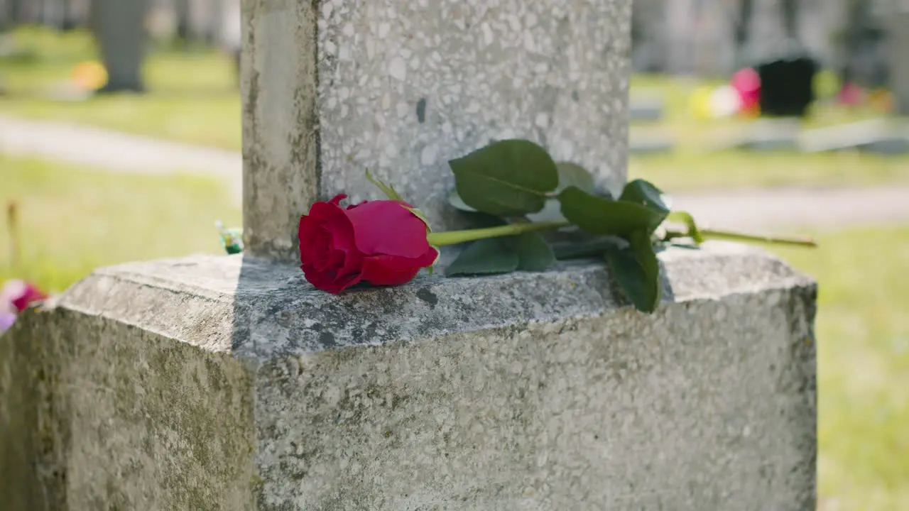 Close Up Of A Red Rose On A Tombstone In A Graveyard On A Sunny Day 1