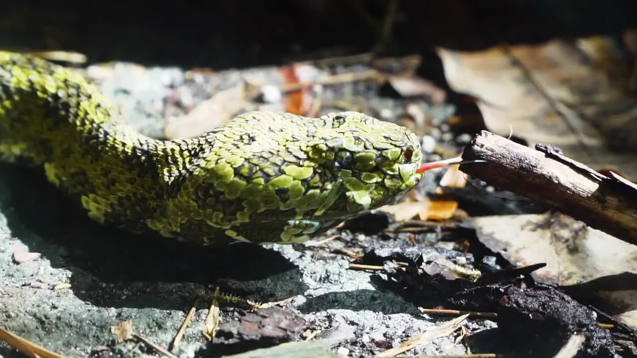 Snake licking a branch in Slow motion