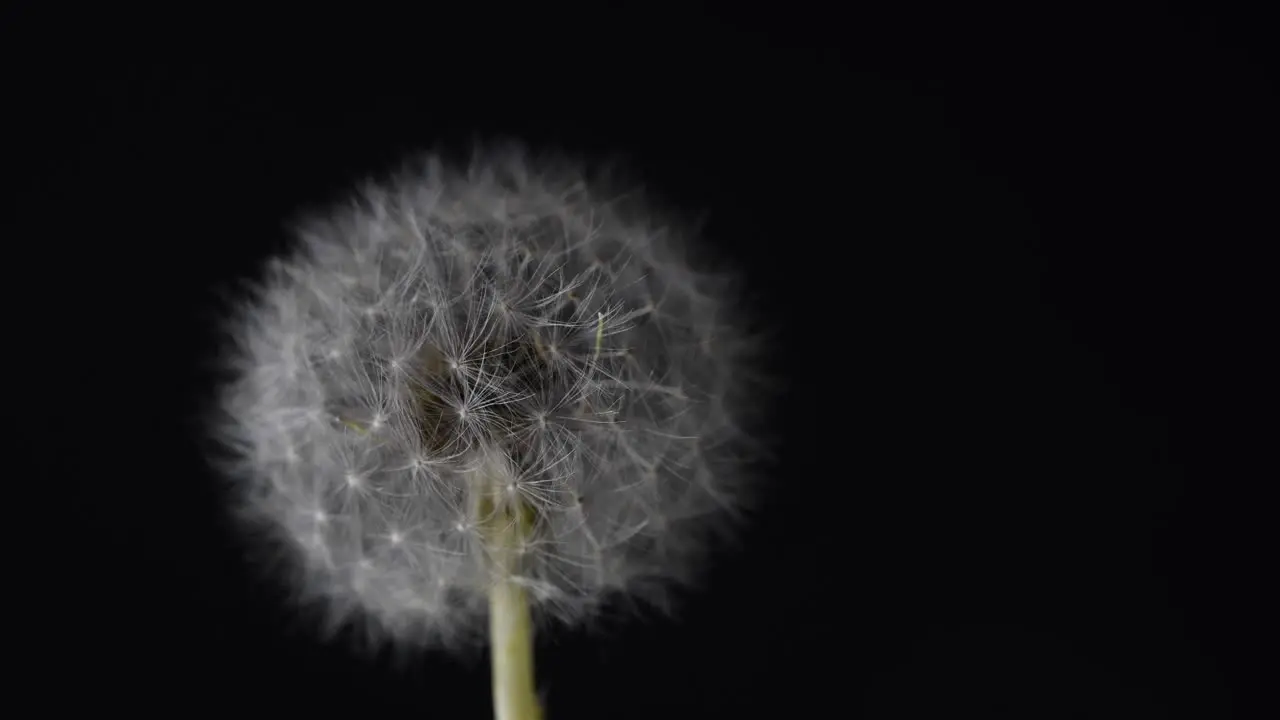 Dandelion turning slow before camera