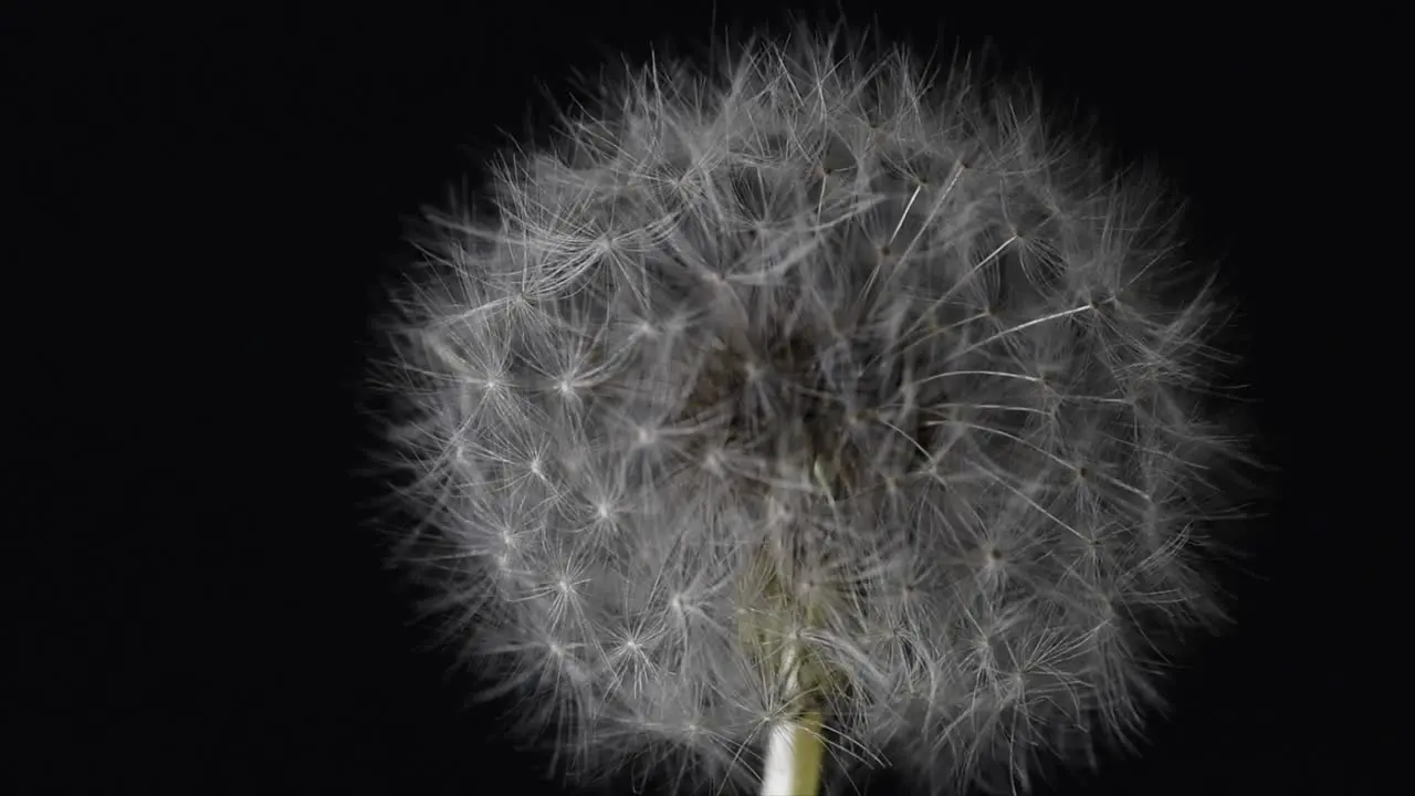 Turning slow in front of camera of a dandelion