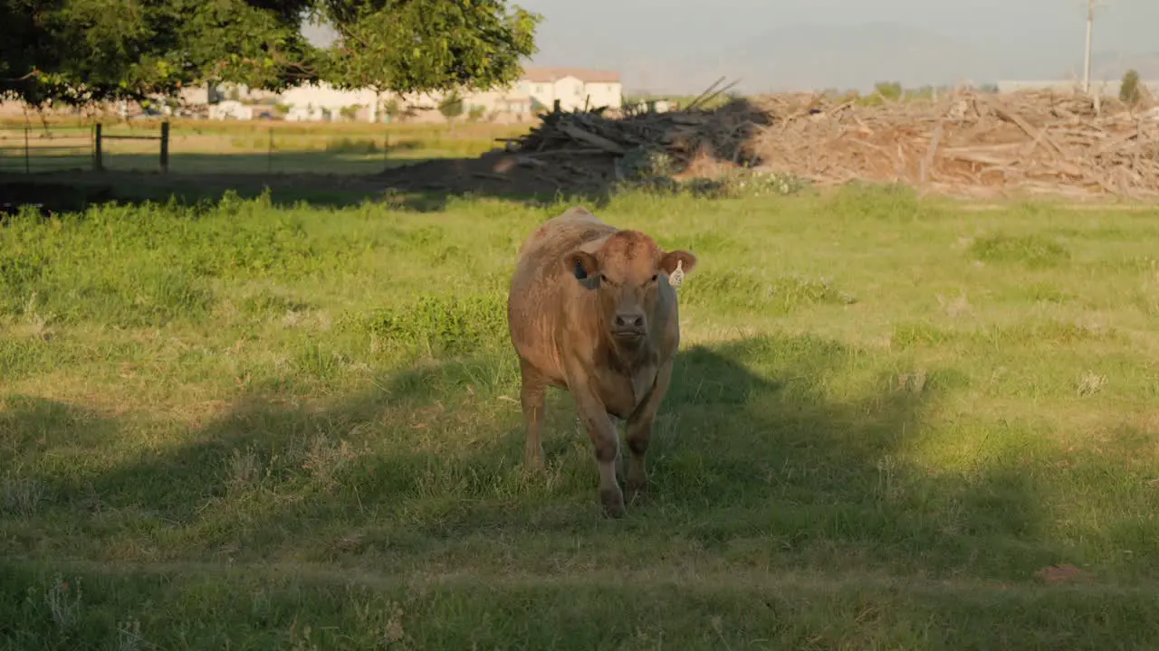 Brown cow on a ranch in Clovis CA USA