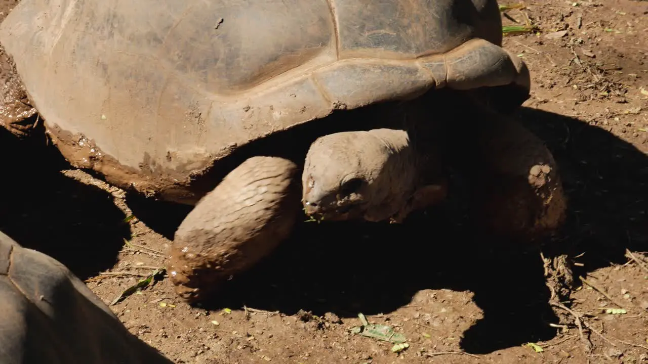 A close up shot of a giant turtle walking