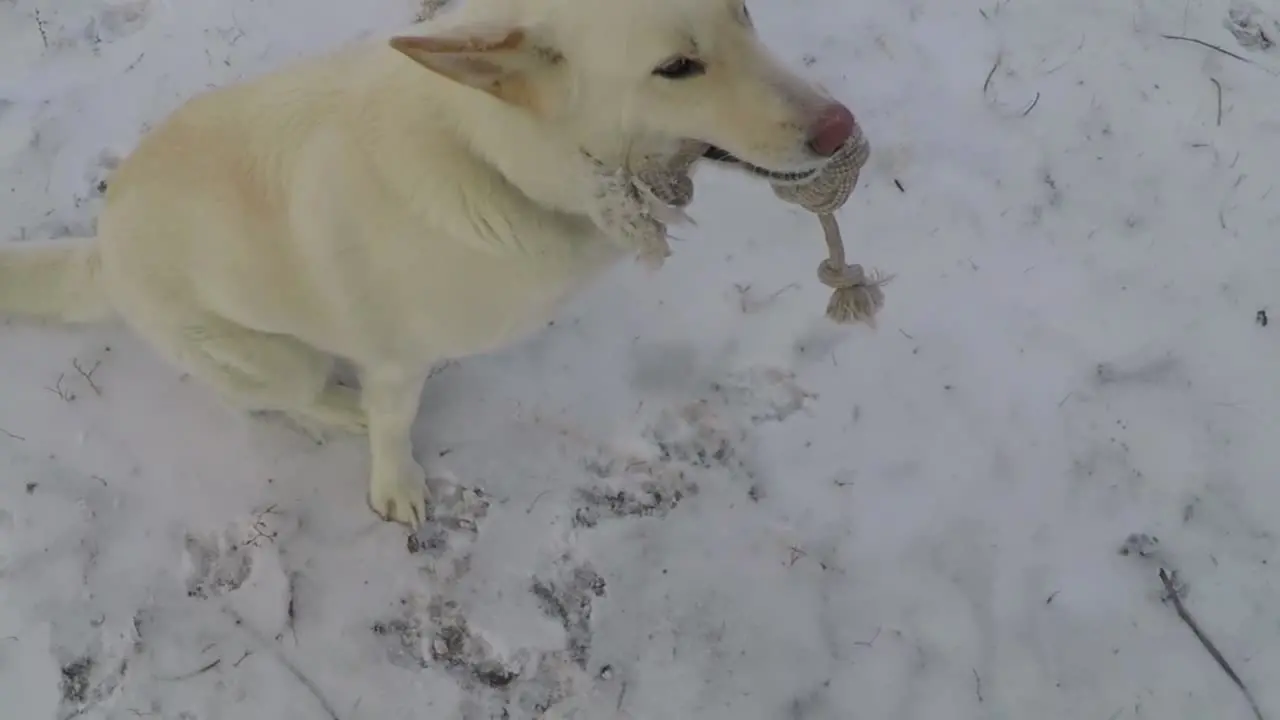 SLOW MOTION White Husky dog with a rope dog toy in his mouth sitting in the cold winter snow