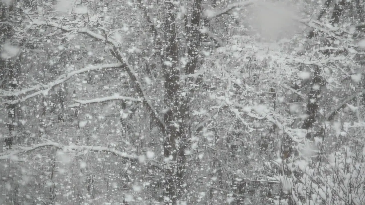 Large fluffy snowflakes falling in slow motion covering trees