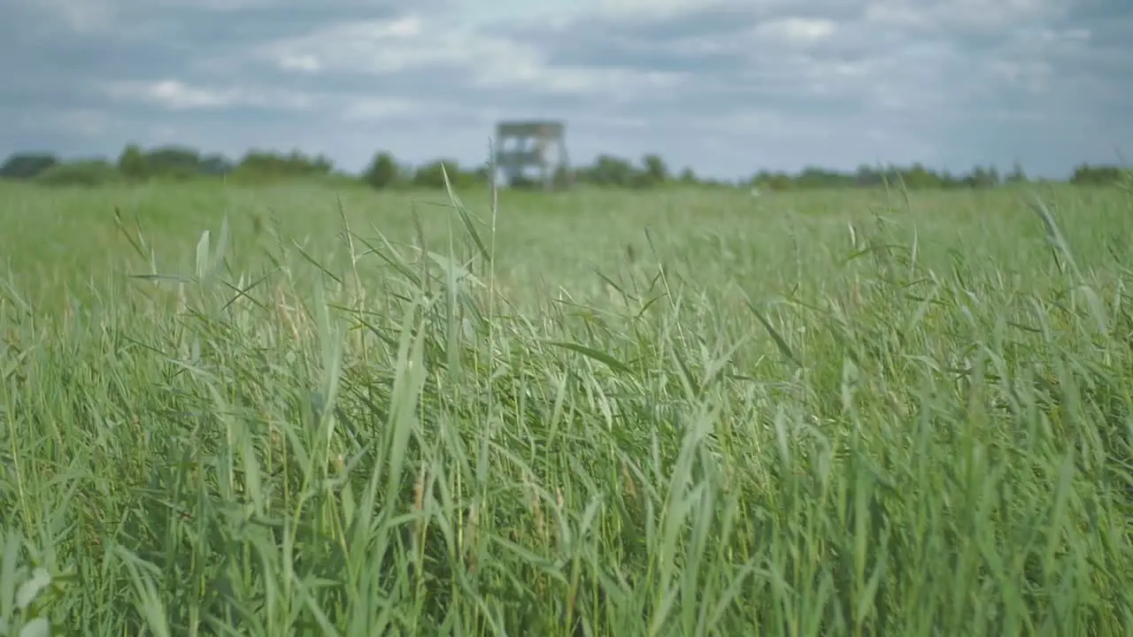 Focus pull of a watchtower in a field of reed softly blowing and swaying in the wind