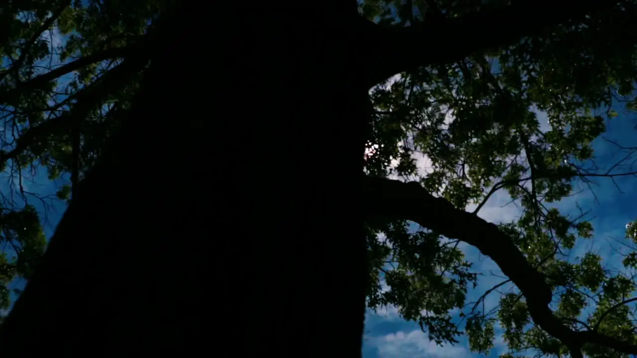 Slow Motion Shot of Sun going through trees on a nice summer day