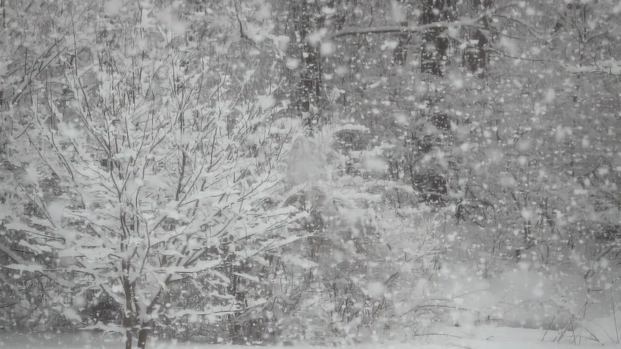 Large fluffy snowflakes fall in slow motion in a wooded winter landscape