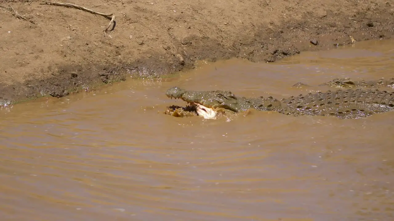 Crocodile Eats catfish in africa