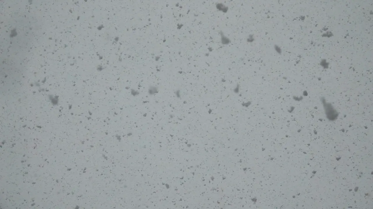 Large fluffy snowflakes fall from the sky in slow motion