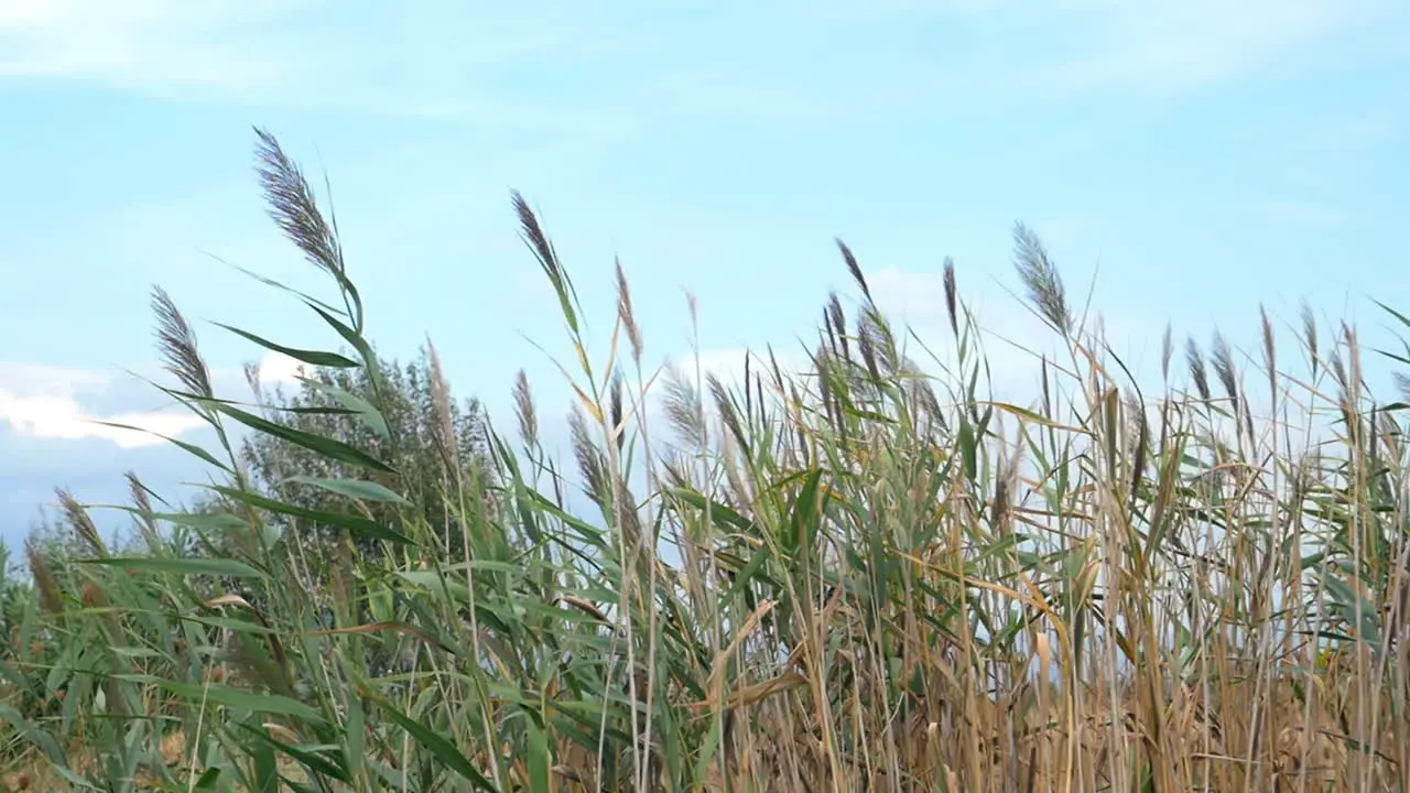 Reeds swaying in the wind