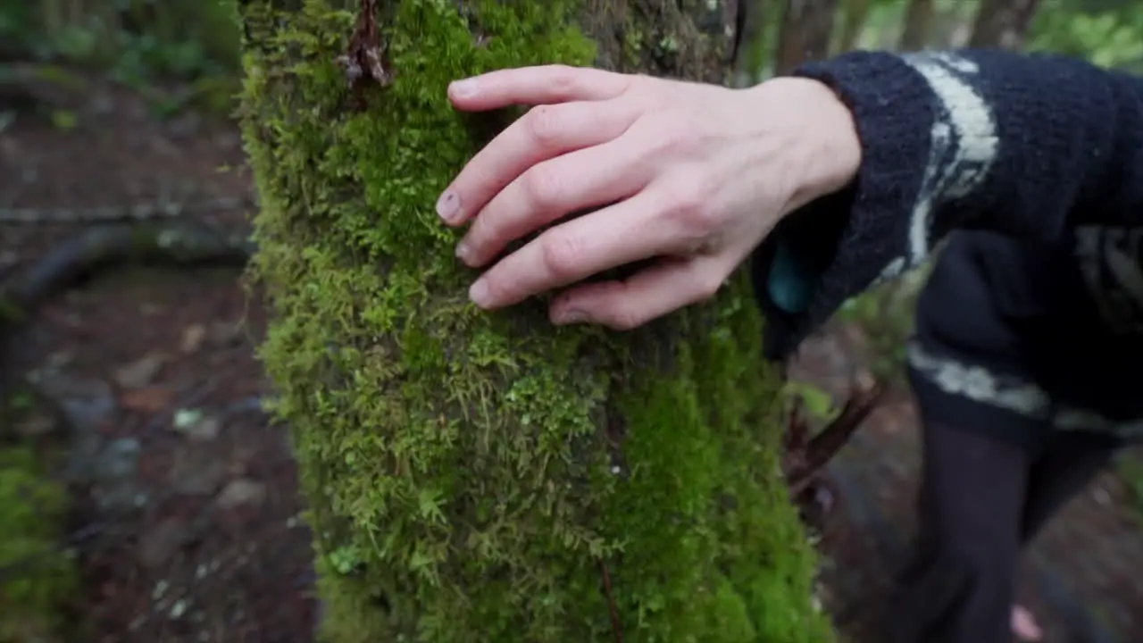 Hand going over green moss on a tree in the forest