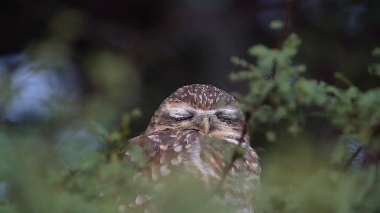 Prepare to be wowed as the adorable barn owl blinks gracefully in slow motion exuding pure calm and serenity