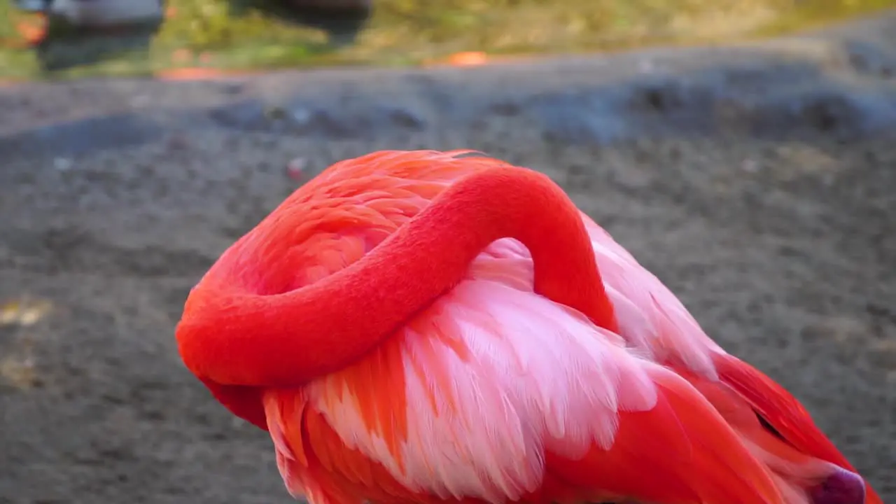 Flamingo cleaning its wings