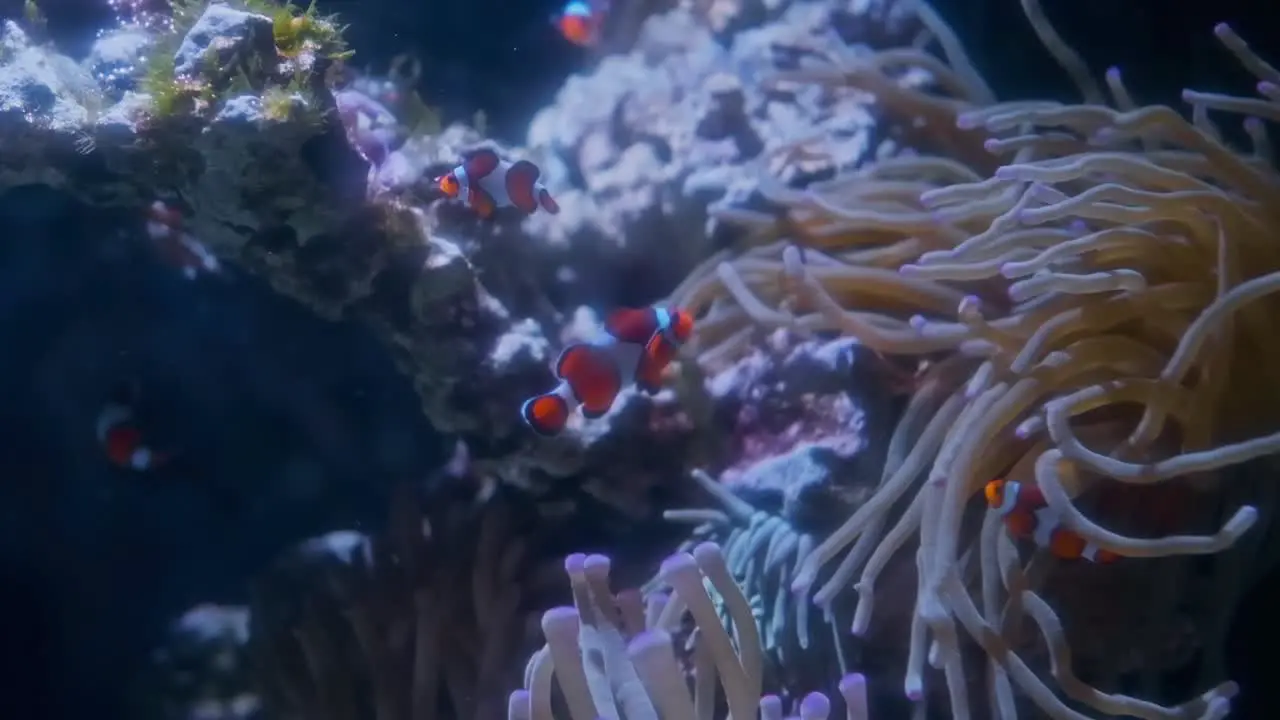 Clown fish swimming in an aquarium Slow motion