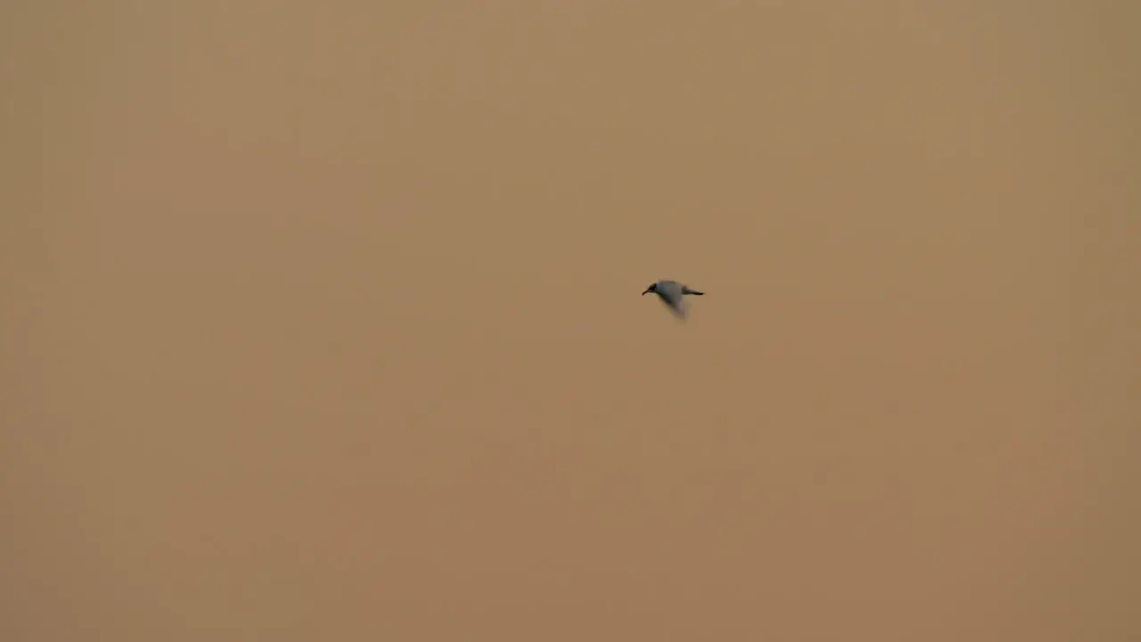 Sea gull flying in the evening sky